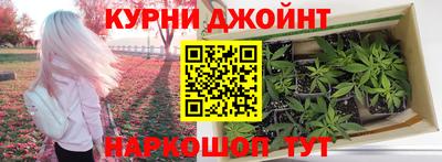 сатива Аргун